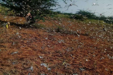Große Heuschrecken-Schwärme verwürsten die Felder der Bauern in Ostafrika.