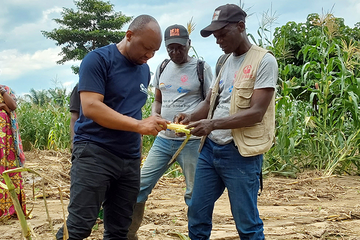 Emmanuel Limi untersucht die Schäden auf einem Maisfeld im Projektgebiet in der DR Kongo