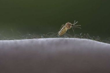 Malaria wird durch den Stich einer Mücke übertragen.